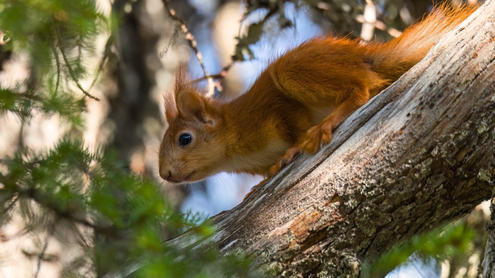 A red squirrel clinging to a tree trunk with its bushy tail curled upward and alert eyes focused ahead.
