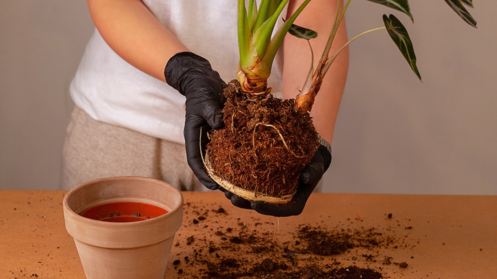 A woman wearing black gloves holds an Alocasia Polly with its root ball exposed, ready to be transplanted into a new clay pot on a wooden table.