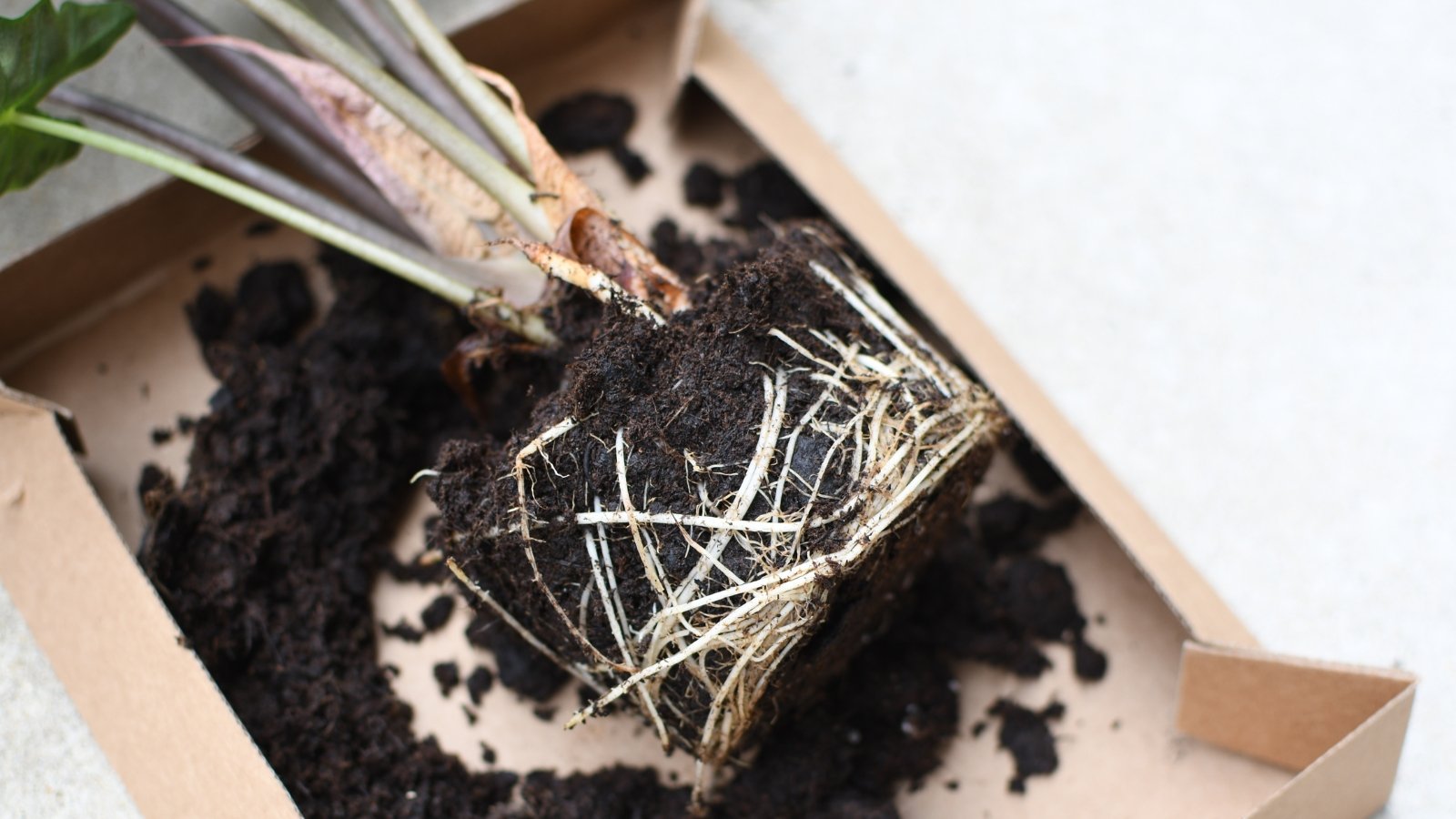 A root-bound house plant with dark green, arrow-shaped leaves and bold white veins rests in a cardboard box, its dense, tangled root ball surrounded by soil ready for repotting.