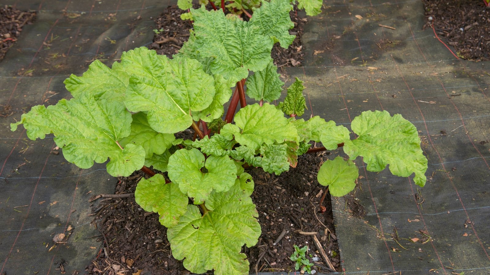 A cluster of very large, wavy, light green leaves with deeply lobed margins is held aloft by thick, reddish-pink stems emerging from the ground.