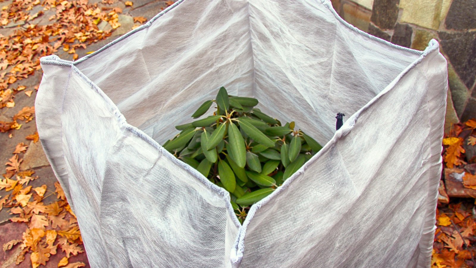 Rhododendron shrub covered with a white spunbond fabric, creating a protective layer in the autumn garden.