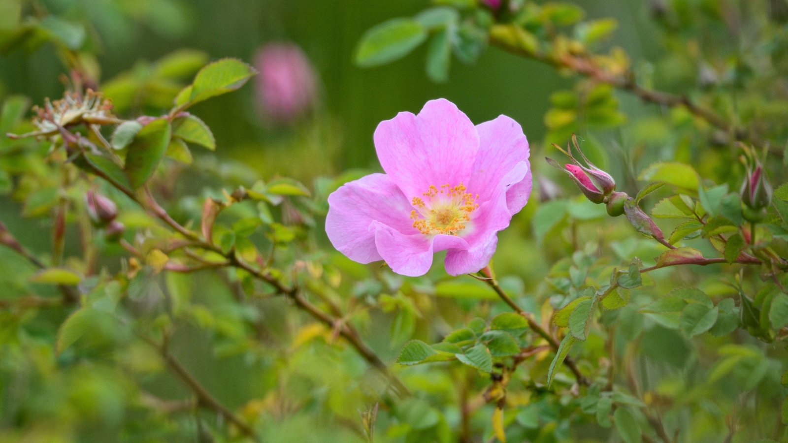 A single, simple pink flower with five broad petals and a prominent yellow center is open among soft green stems and leaves.