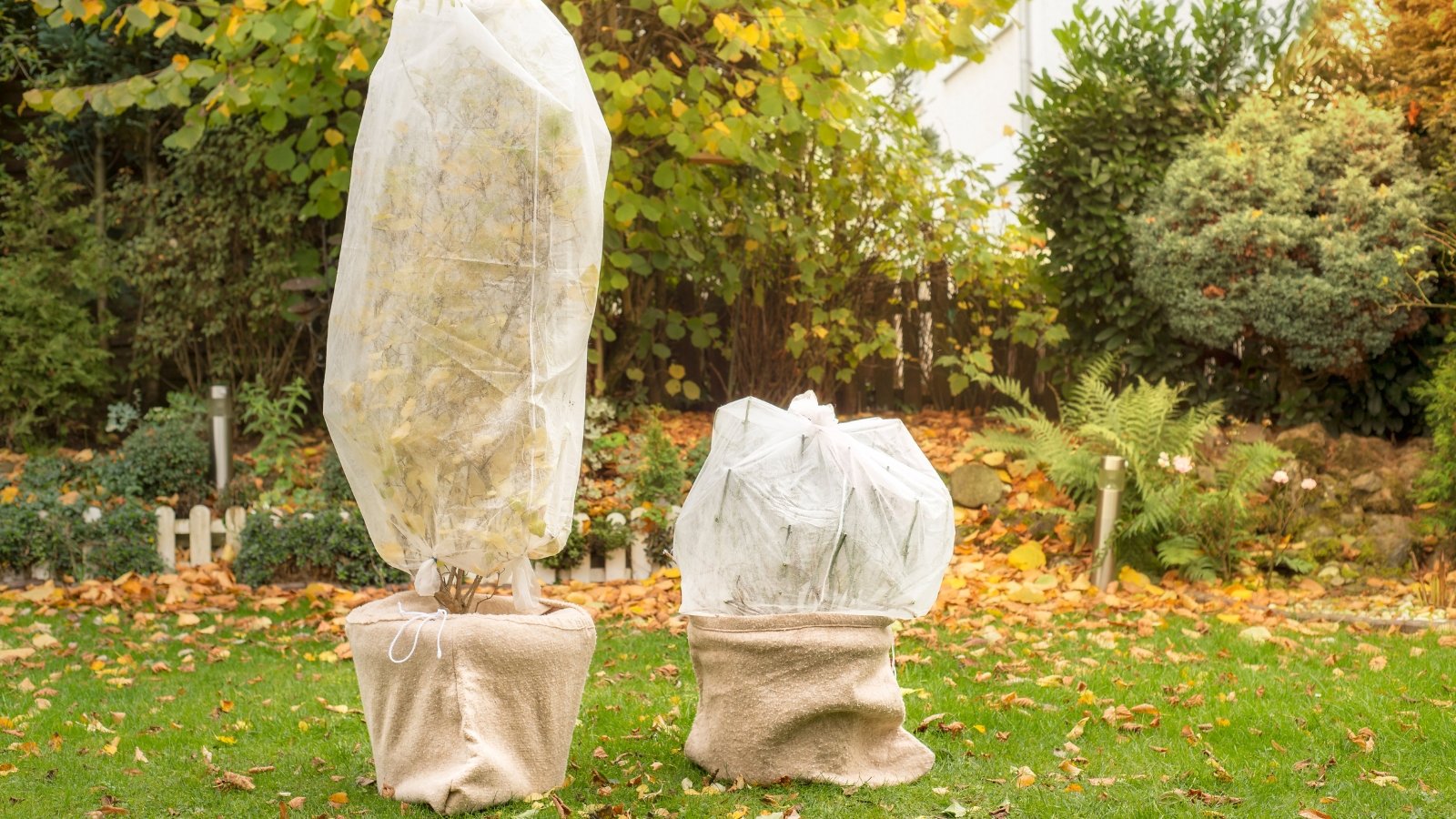 A tall tree and a pruned rose bush growing in containers wrapped with burlap and white frost cloth, set in a colorful autumn garden.
