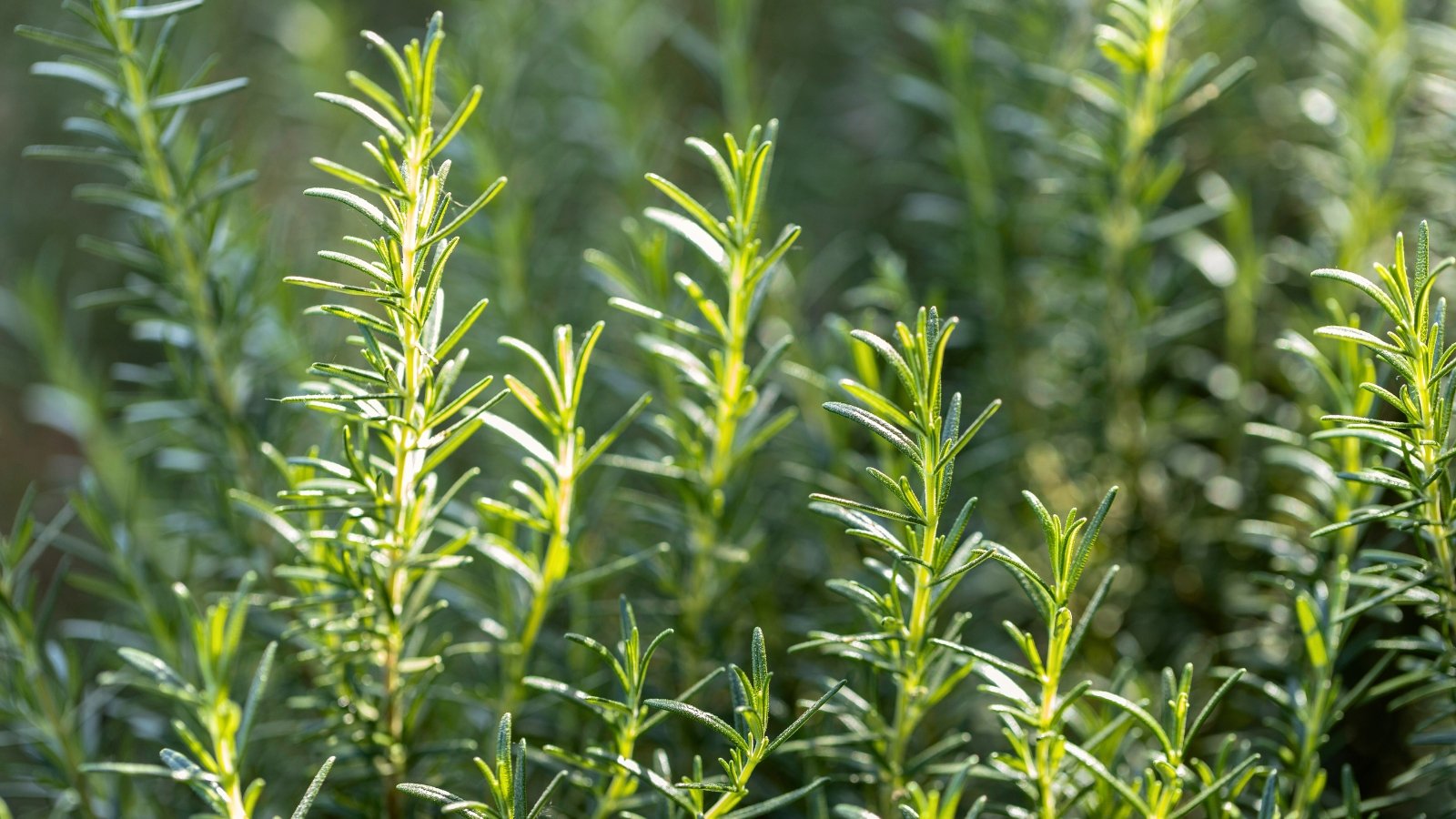 Woody green stems covered in narrow, needle-like leaves glisten under bright sunlight, showing a rich texture and silvery-green hue.
