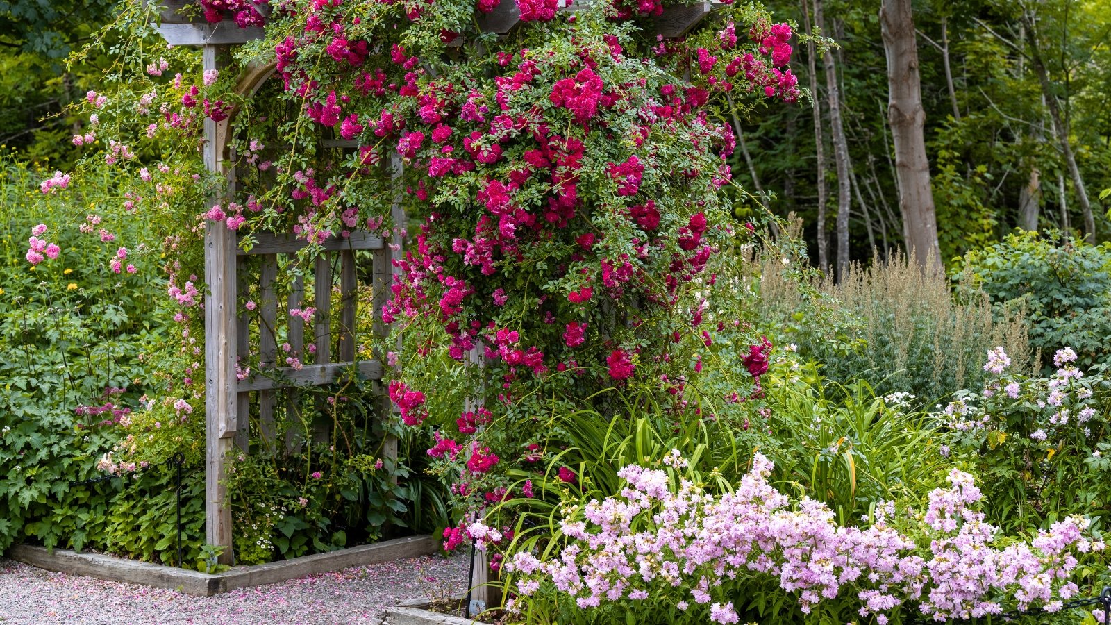 A wooden structure is heavily draped with clusters of intensely magenta, velvety petals climbing over dense green leaves and complemented by light pink groundcover flowers.