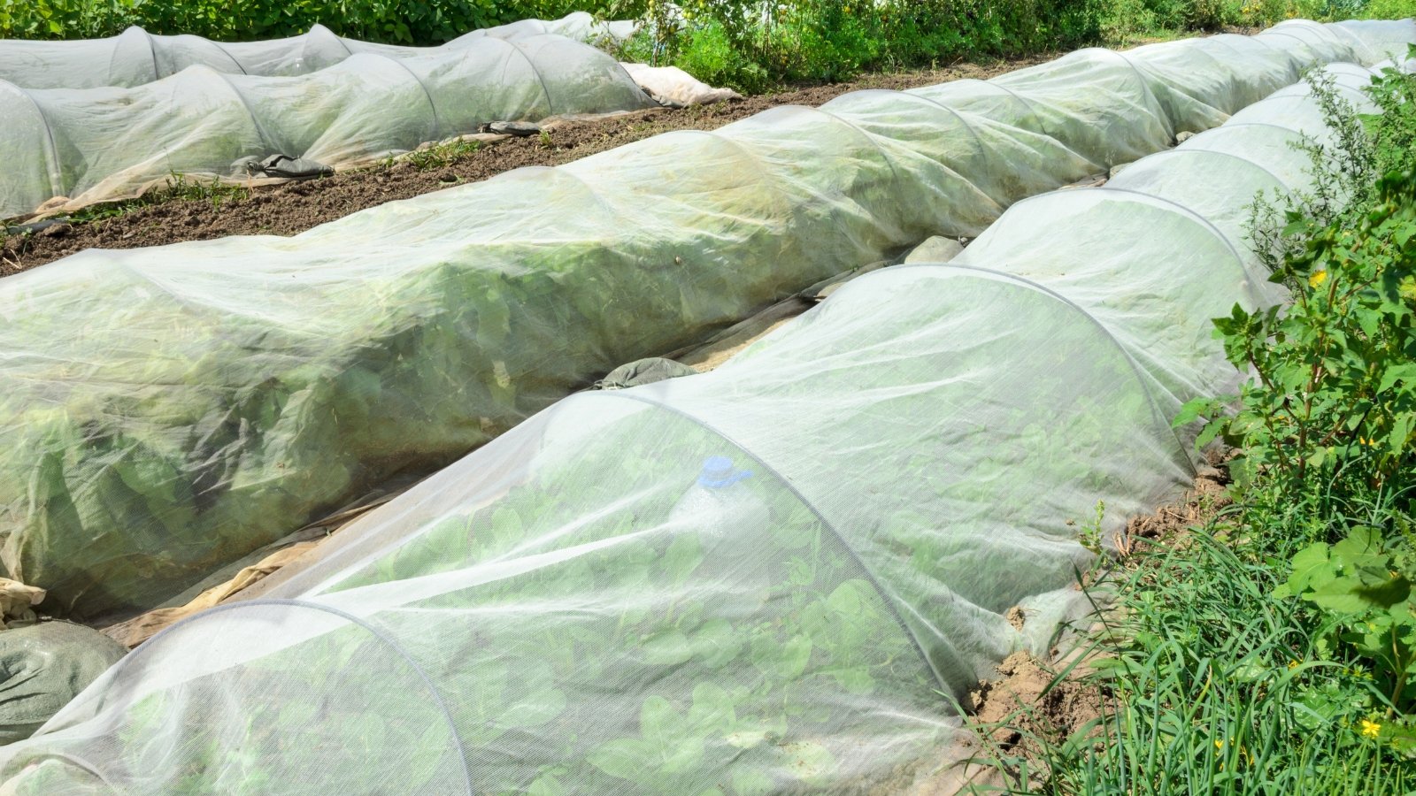 Neat rows of a vegetable garden are sheltered under white row covers stretched over curved frames.