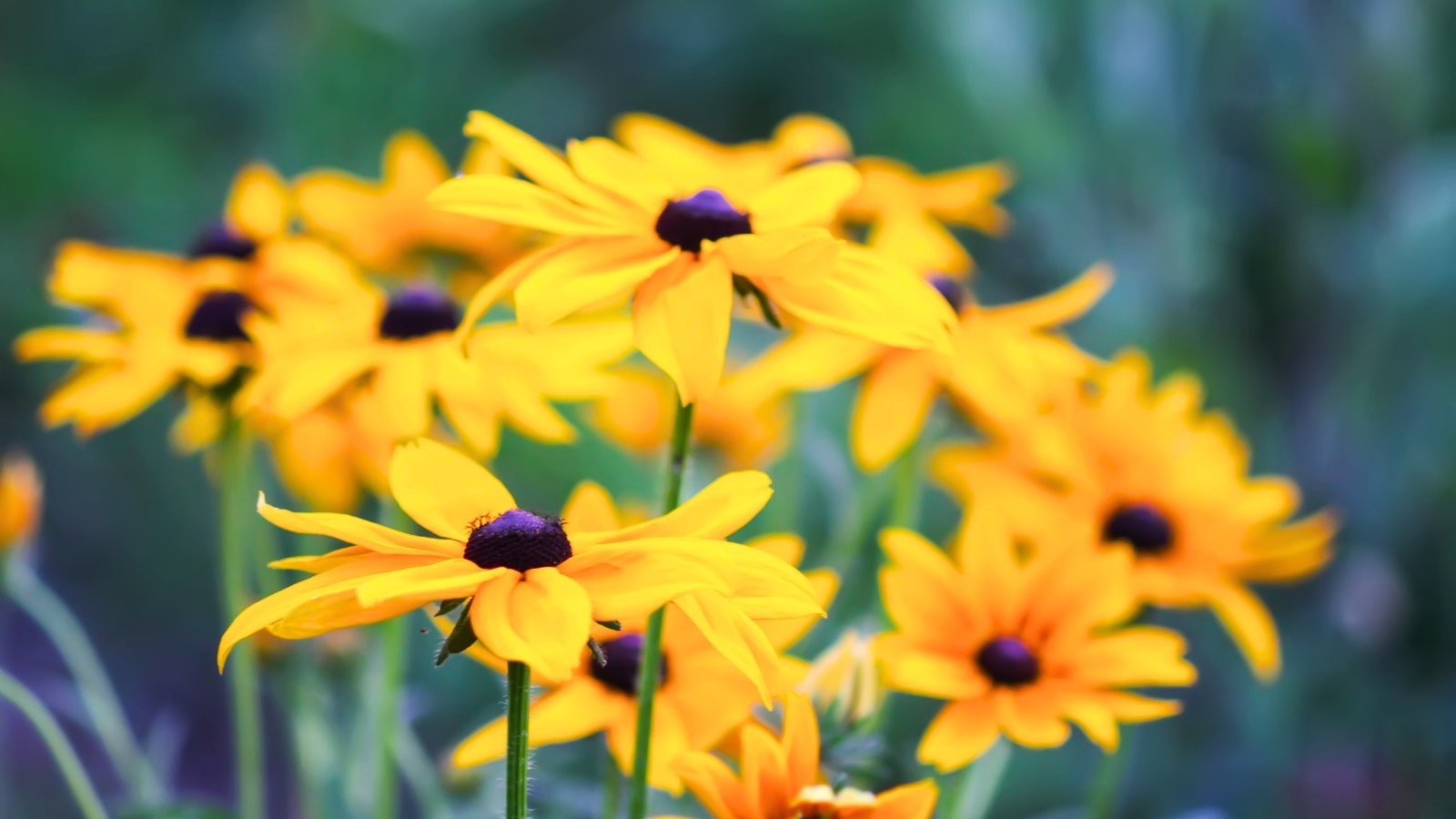 Bright yellow ray florets surrounding a prominent dark brown, dome-shaped central disk on a slender stem.