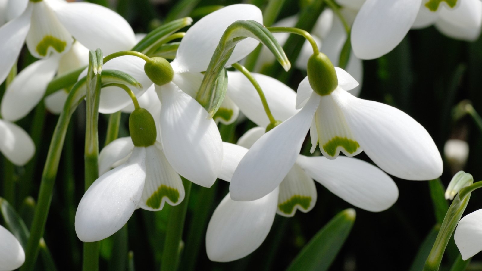 Large, nodding, pure white snowdrop flowers with a distinctive inverted green "V" on the inner petals rise on upright green stems above narrow, gray-green leaves in an early spring garden.