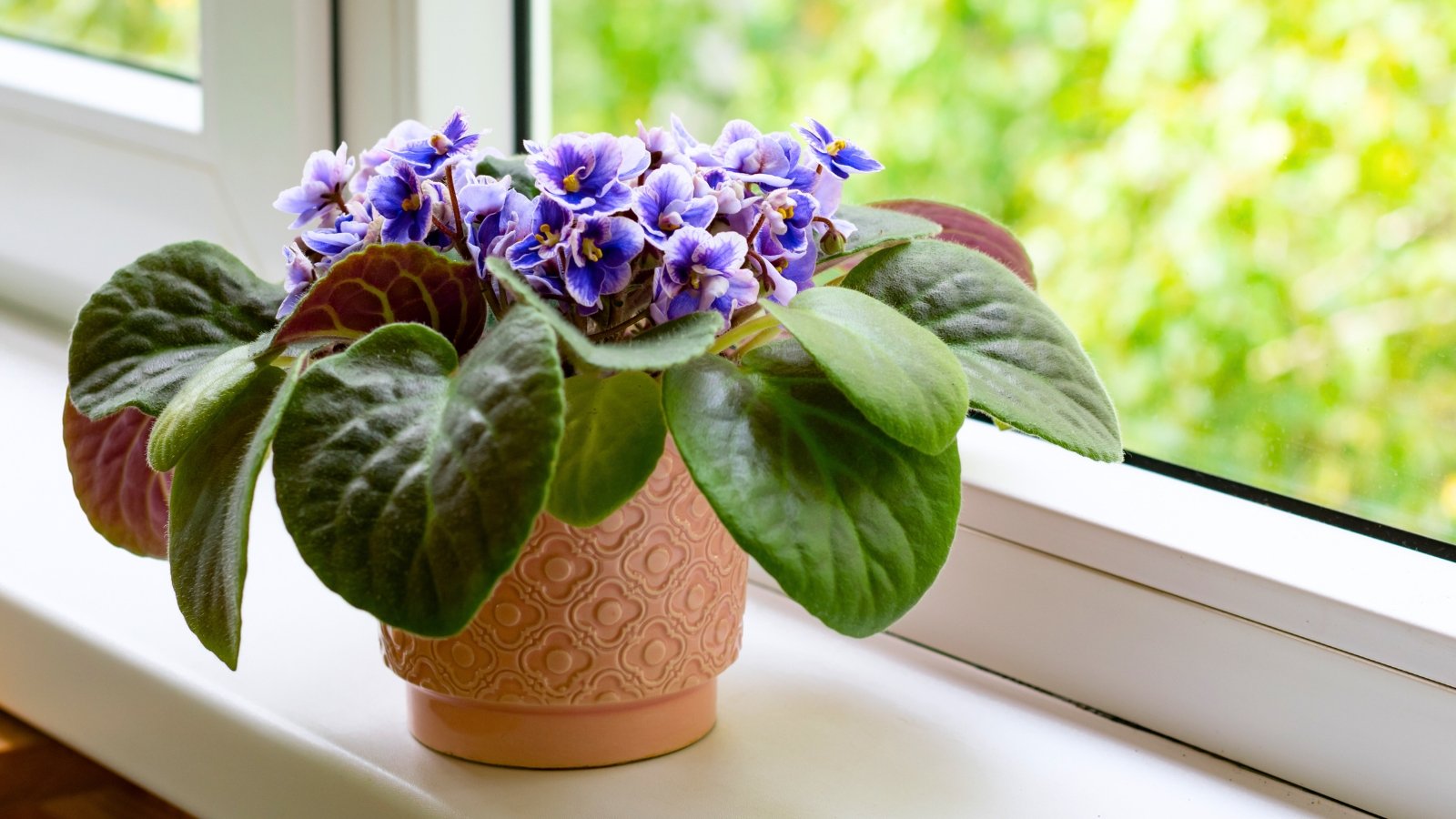 A compact crown of small, velvet-textured purple flowers with yellow centers grows directly from a rosette of large, rounded, fuzzy green leaves.