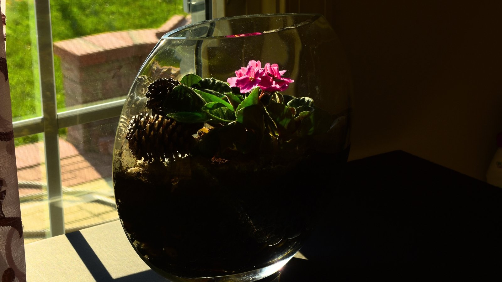 A miniature African violet displays small, vibrant pink blossoms surrounded by dark green, fuzzy leaves inside a clear glass terrarium.