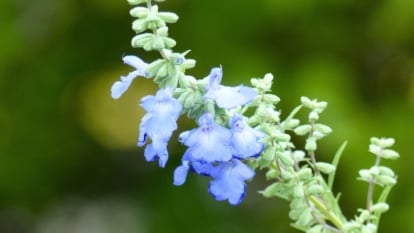 A delicate spike of tubular, soft sky-blue flowers with two small lips, held on a light green, upright stem.