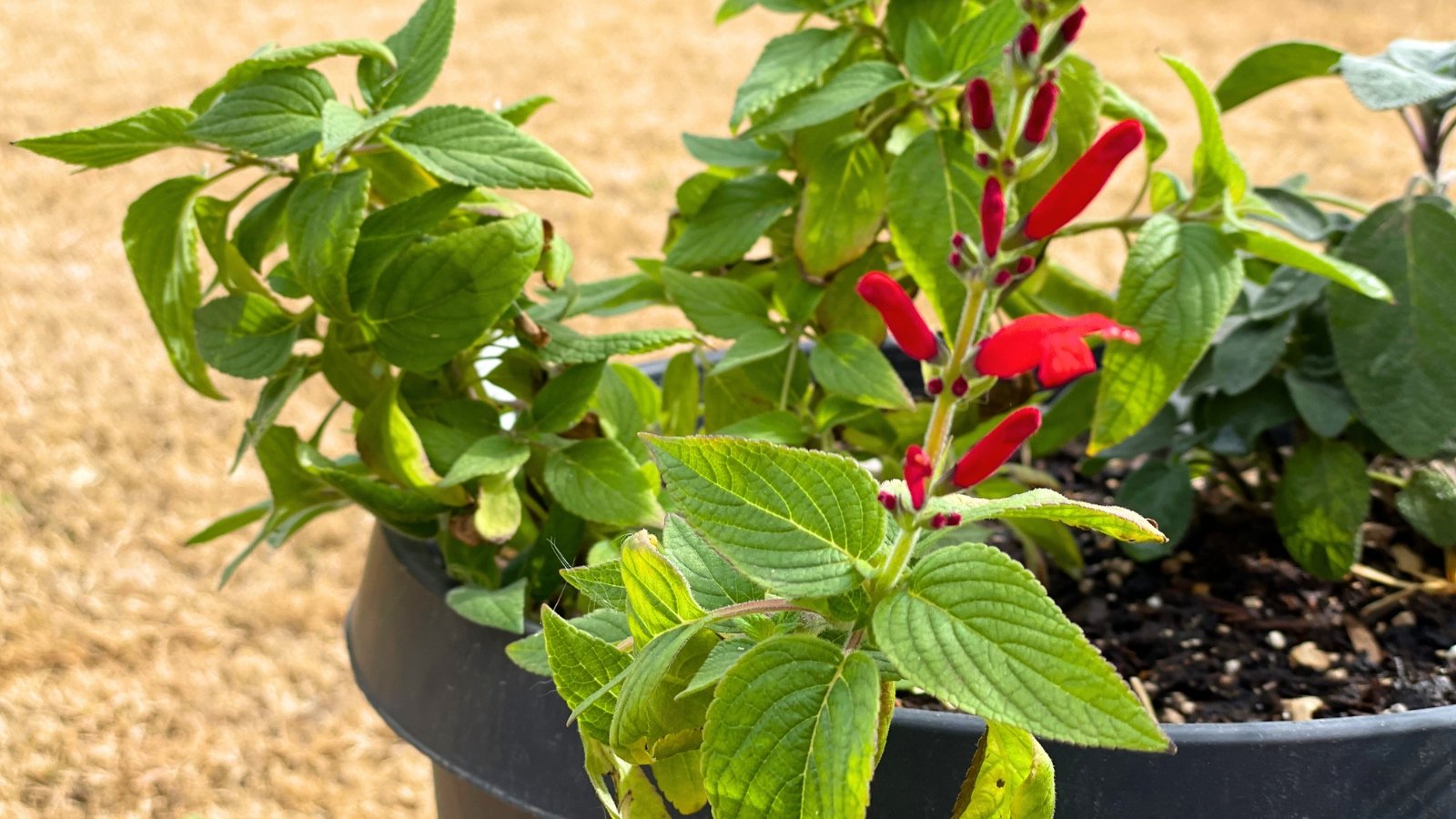 Bright green, serrated leaves and thin stems support a cluster of vivid red, tubular flowers at the upper right.