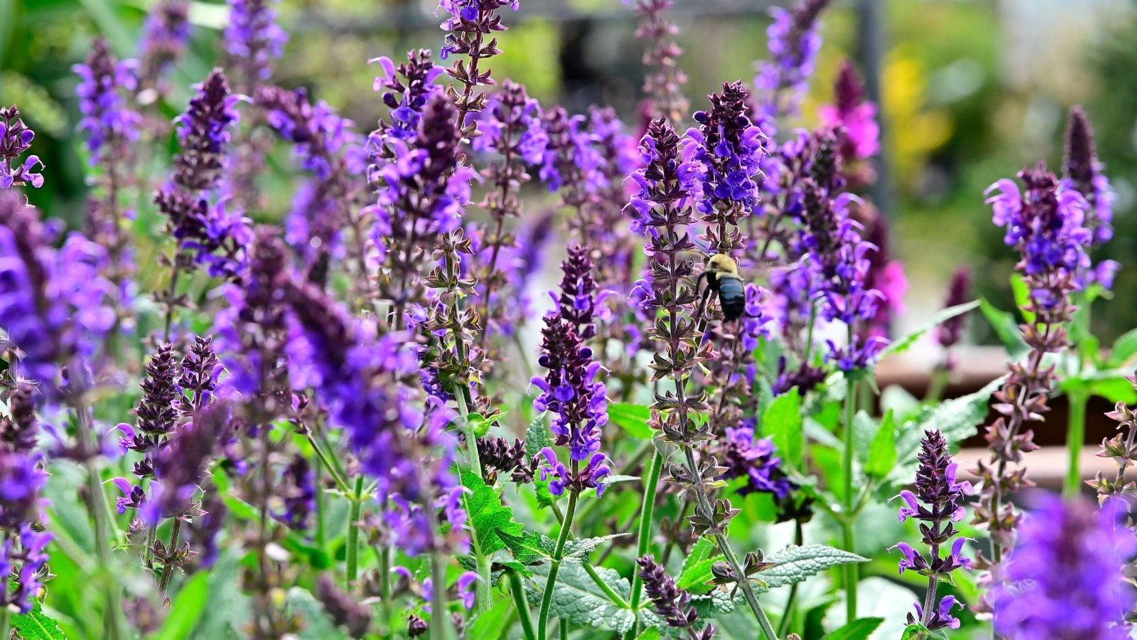 Tightly packed spikes of vibrant purple tubular flowers rise above square stems with aromatic, textured green leaves.