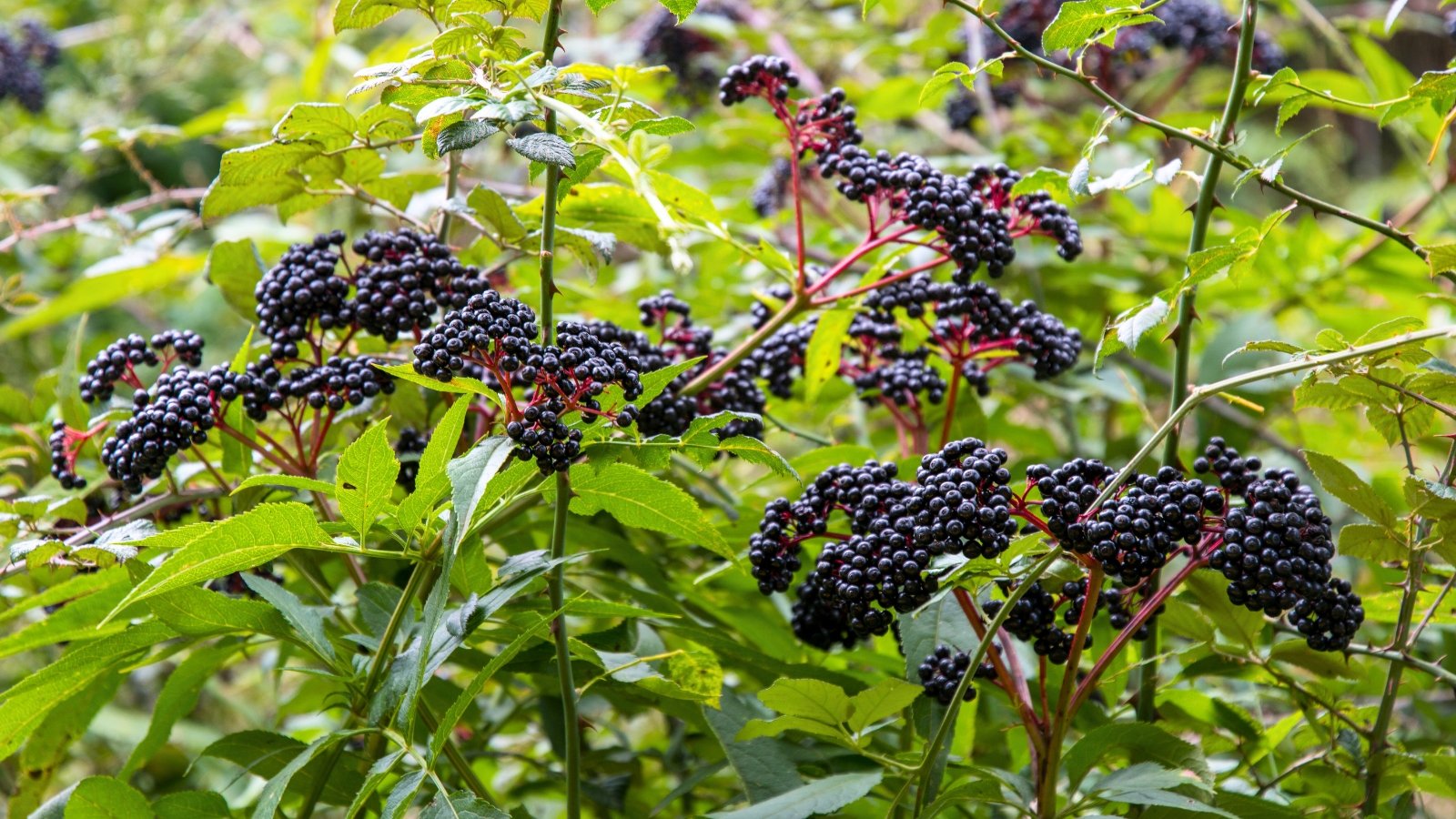 Numerous dark purple-to-black, berry-like fruits are tightly clustered on reddish stems against a backdrop of serrated green leaves.