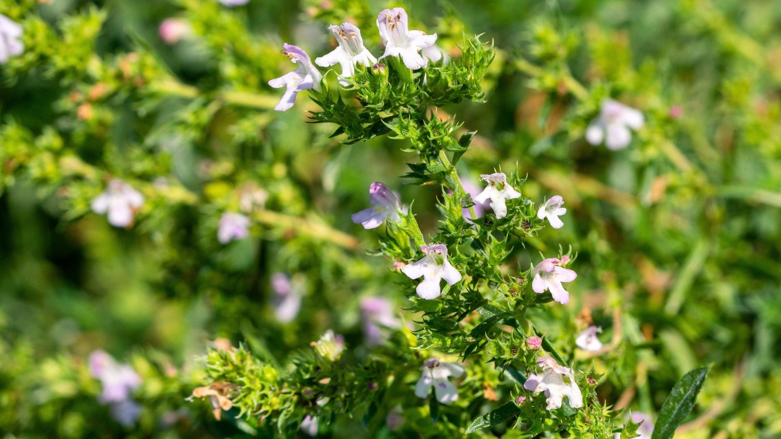 A woody stem features small, narrow green leaves and clusters of tiny, pale lilac-to-white flowers with four distinct petals.