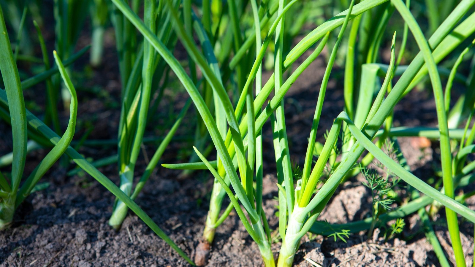 Clumps of slender, upright, bright green tubular stalks sprout densely from the dark brown earth.