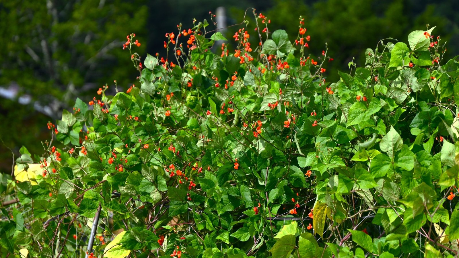 Vining stems with broad, deep green, trifoliate leaves showcase vibrant red, elongated, tubular flowers hanging in clusters.