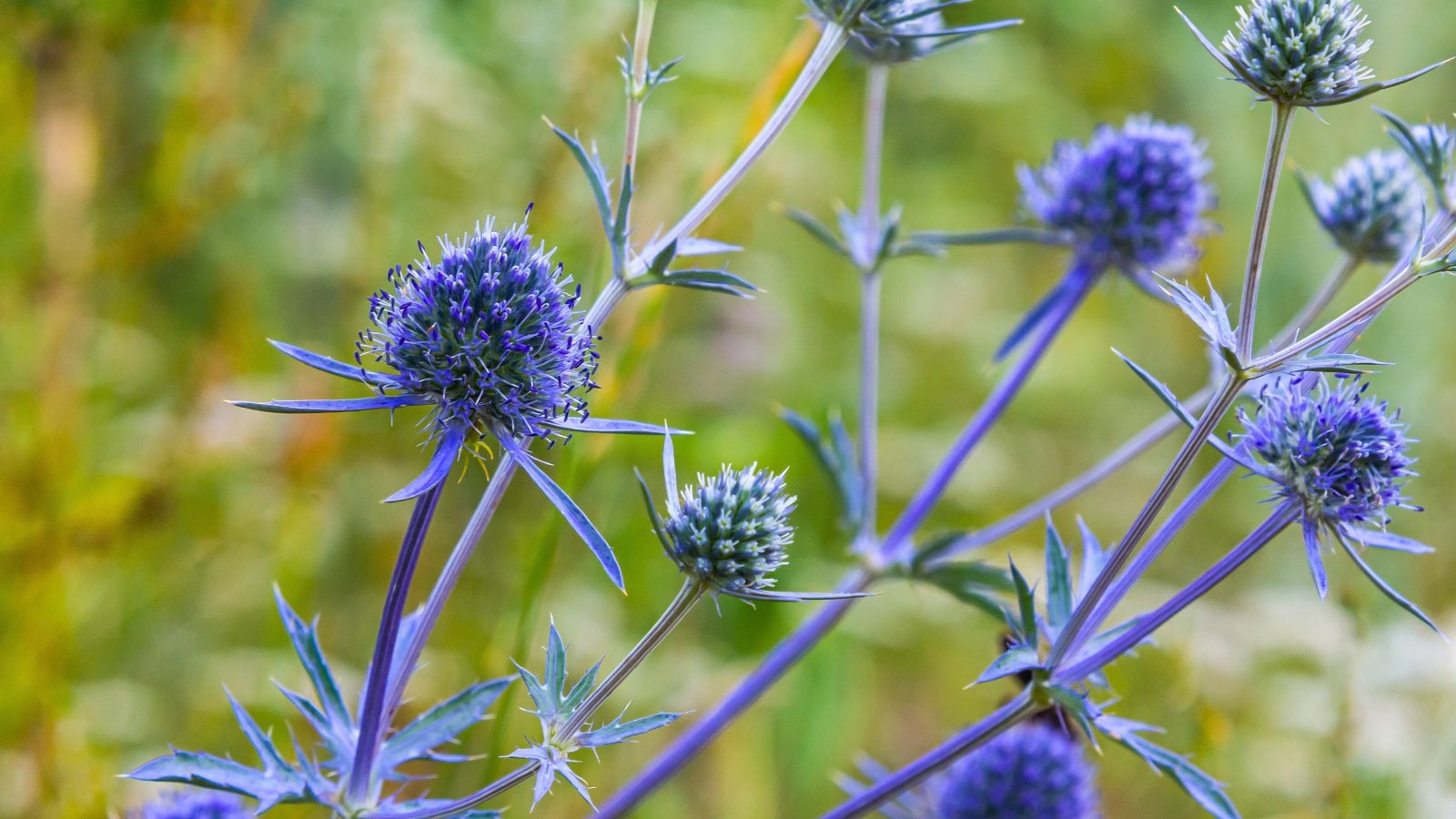 Spiky, globular, thistle-like flower heads in an intense violet-blue, surrounded by sharp, silvery-blue floral bracts on slender stems.