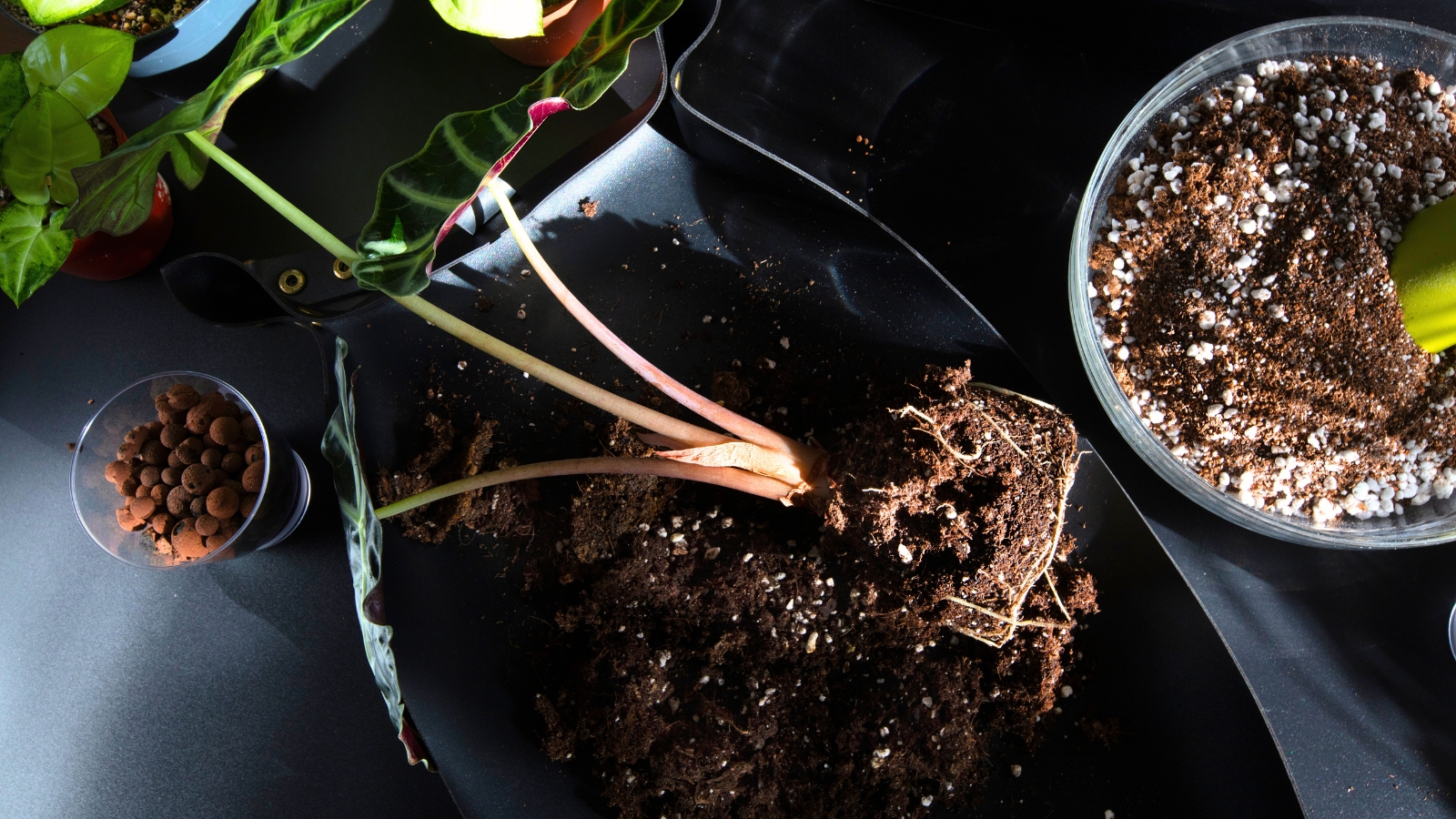 A plant with glossy, arrow-shaped leaves and thick upright stems lies with its root ball on a black table, surrounded by black potting mix and a nearby bowl filled with fresh soil ready for seasonal repotting.