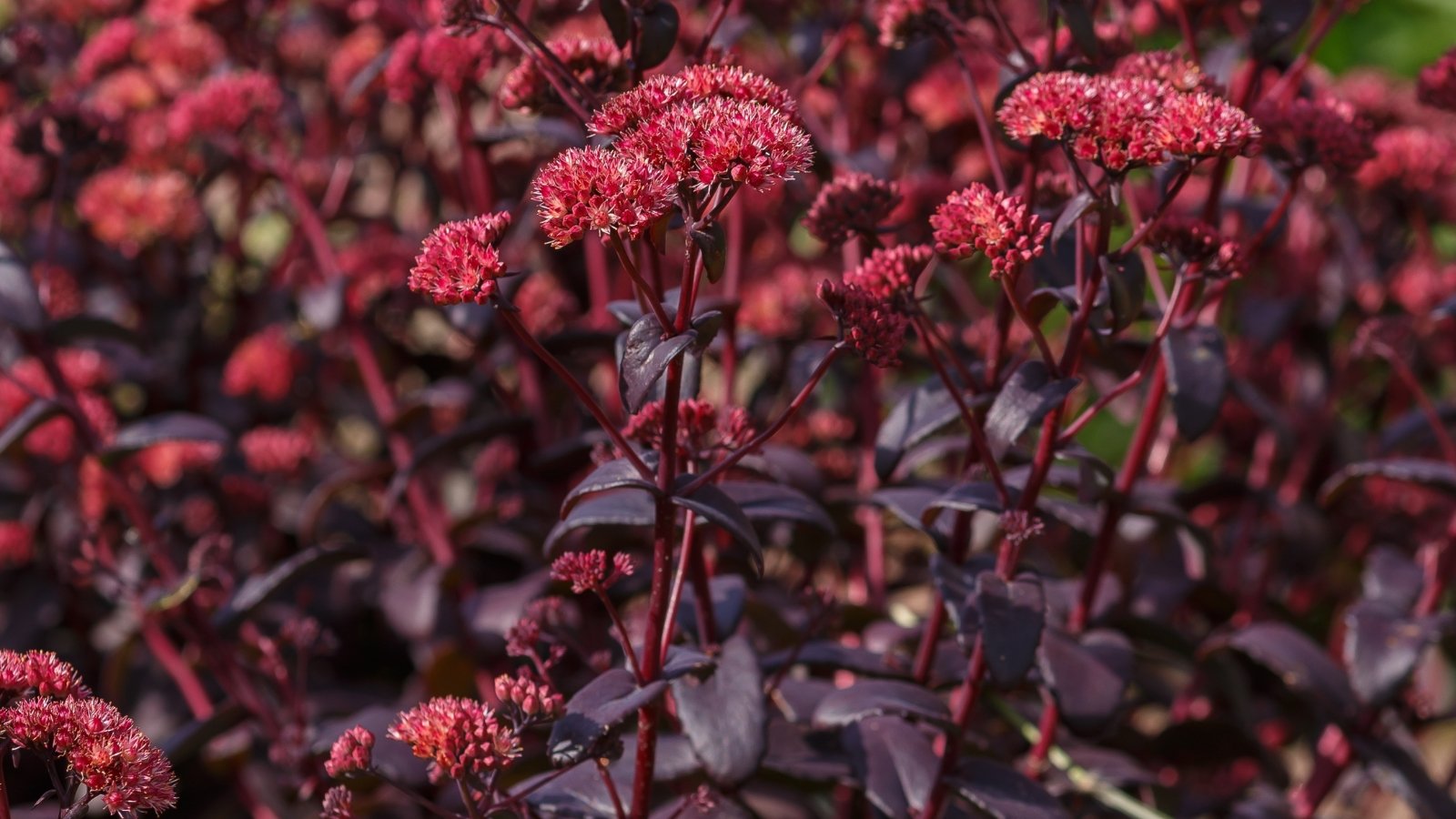 The plant displays upright stems topped with clusters of deep burgundy, star-shaped flowers surrounded by dark, glossy foliage.