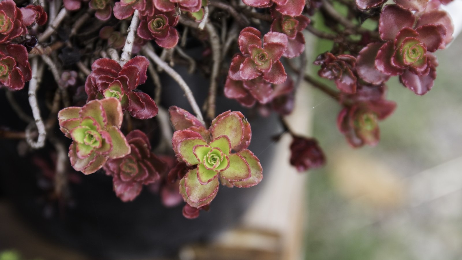 The potted plant has low, spreading stems densely covered with small, thick, pointed red leaves with hints of green near the base, forming a vibrant, textured mat in the black pot.
