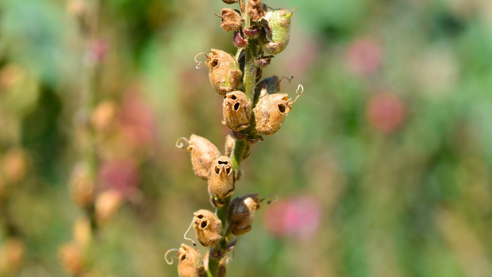 Dry seed pods cling to the vertical stem, showing slender, brown, papery capsules with tiny seeds inside.