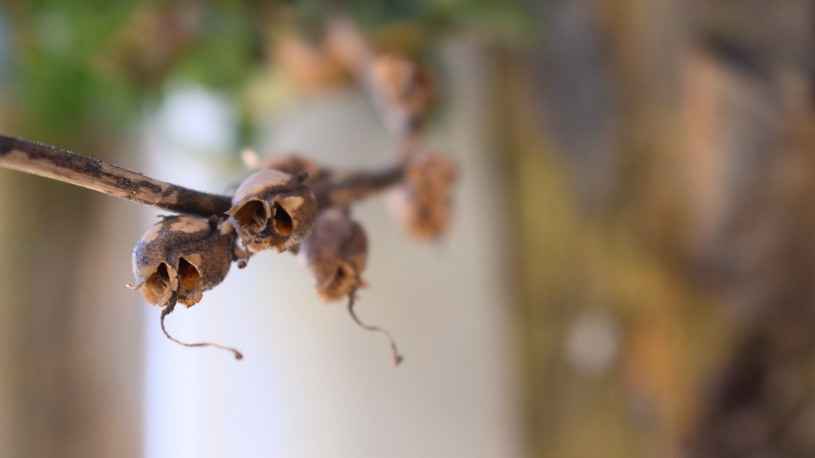 Dry seedpods are slender and elongated, brown with a papery texture, and small openings reveal the tiny seeds inside.