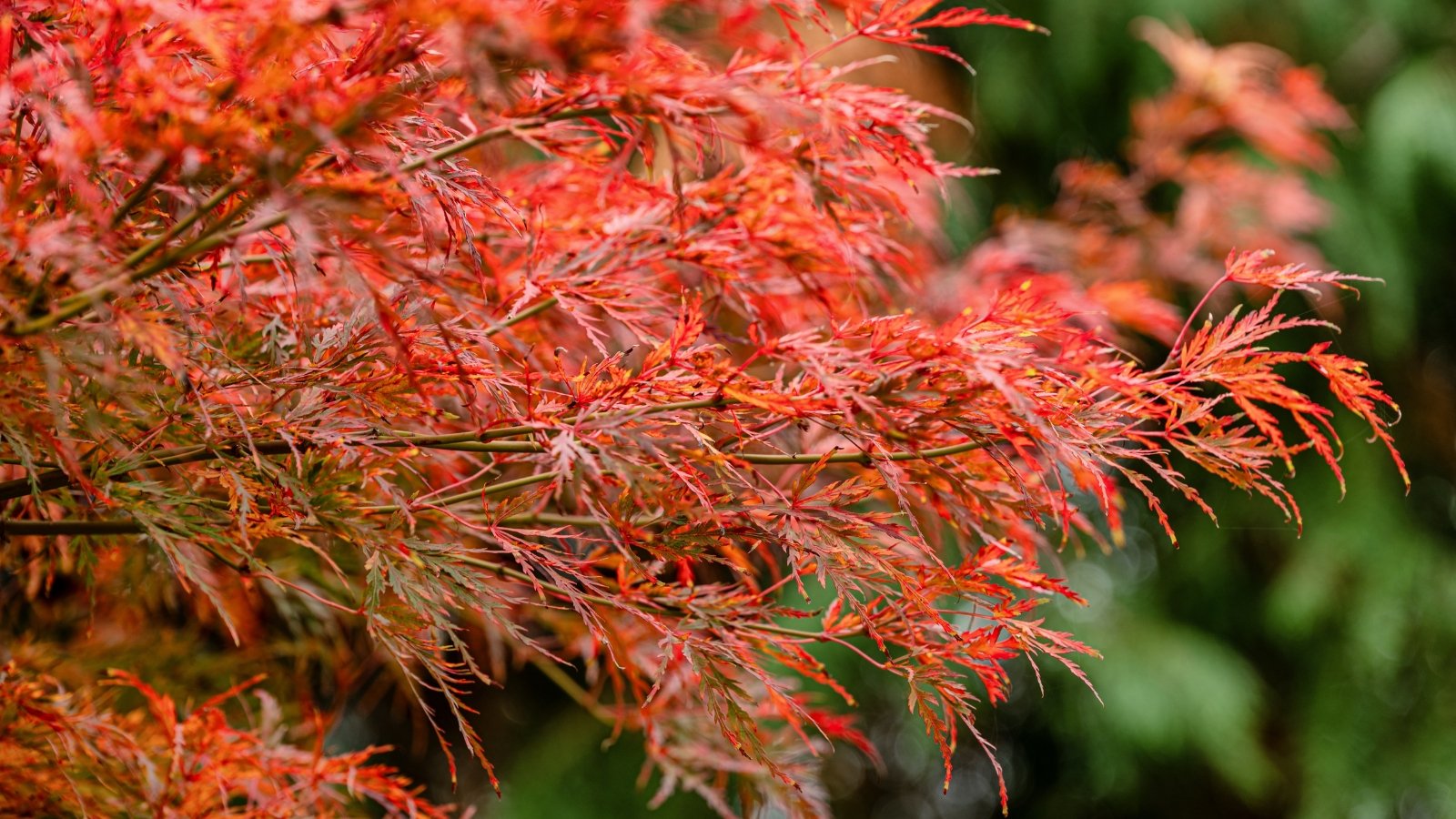 Upright, lacy branches are adorned with bright yellow-crimson, deeply dissected leaves with pointed lobes and serrated edges.