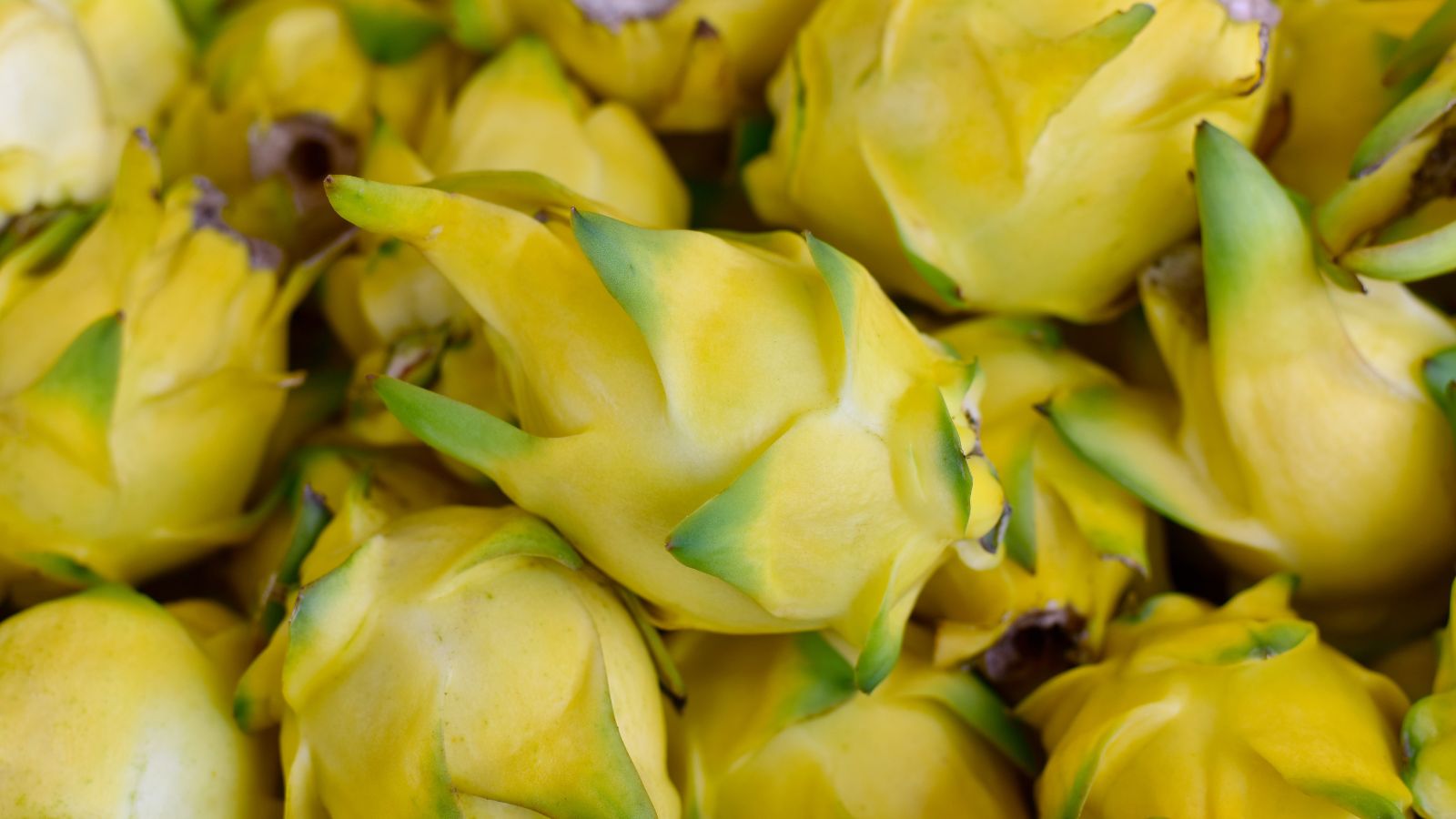 A pile of Selenicereus megalanthus ‘Palora’ appearing to have bright yellow skin with hints of green placed somewhere with bright light