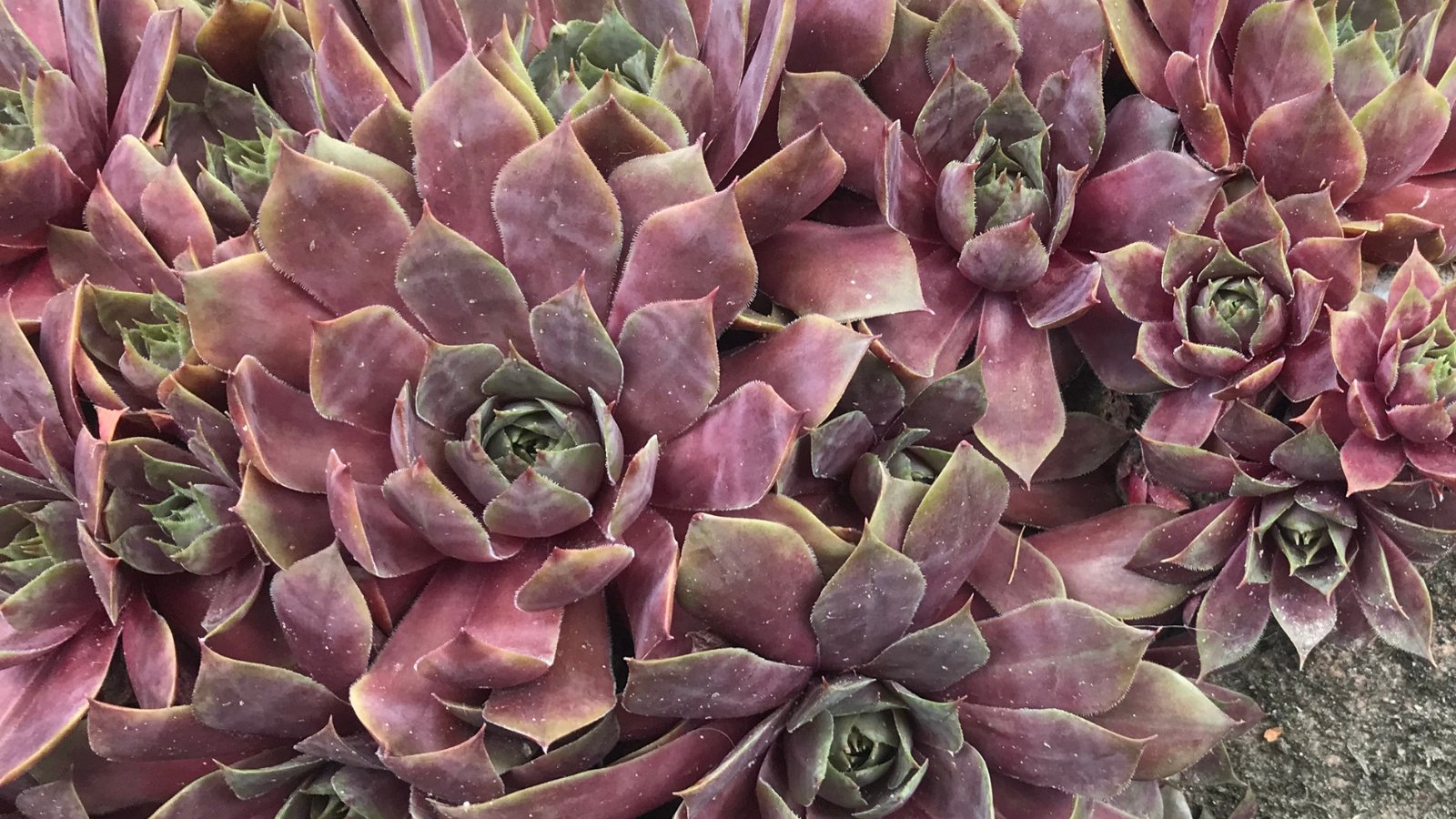 Dense rosettes with pointed, dark chocolate-brown leaves edged with subtle green tips, growing tightly together to form a textured, compact cluster.