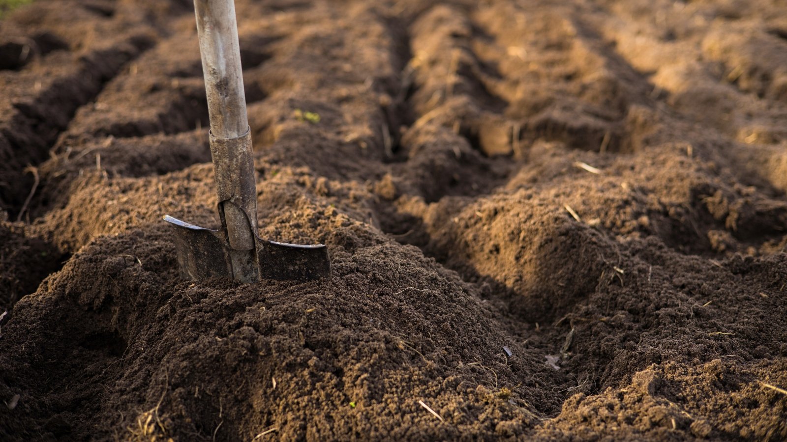 A large garden shovel is firmly stuck into the dark brown, loose soil of a garden bed, ready for digging.