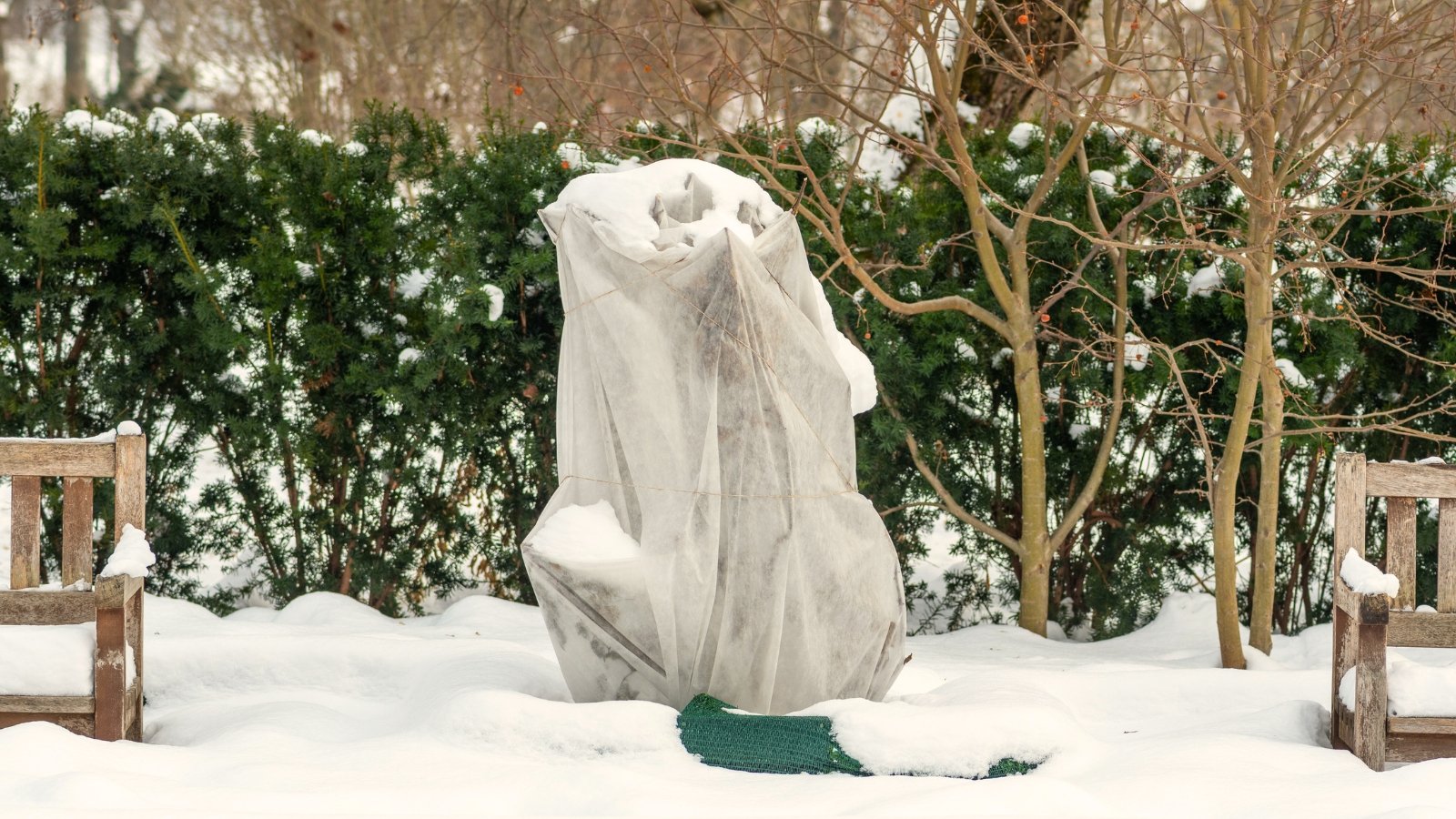 A bush covered with white burlap fabric to protect it from frost in a snowy garden.