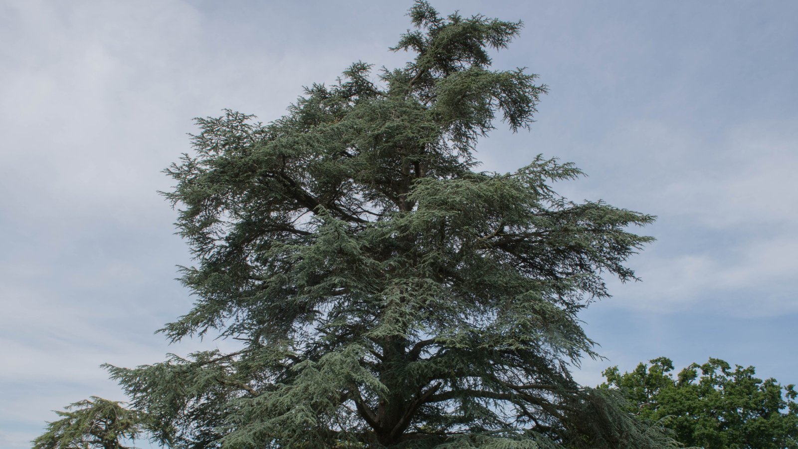 Branches densely covered with silvery blue needle-like leaves  creating a striking textured appearance.