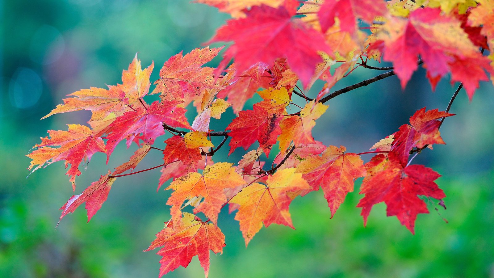A red-leaved maple tree perfect for planting from bare root specimens, appearing sturdy with deep red leaves