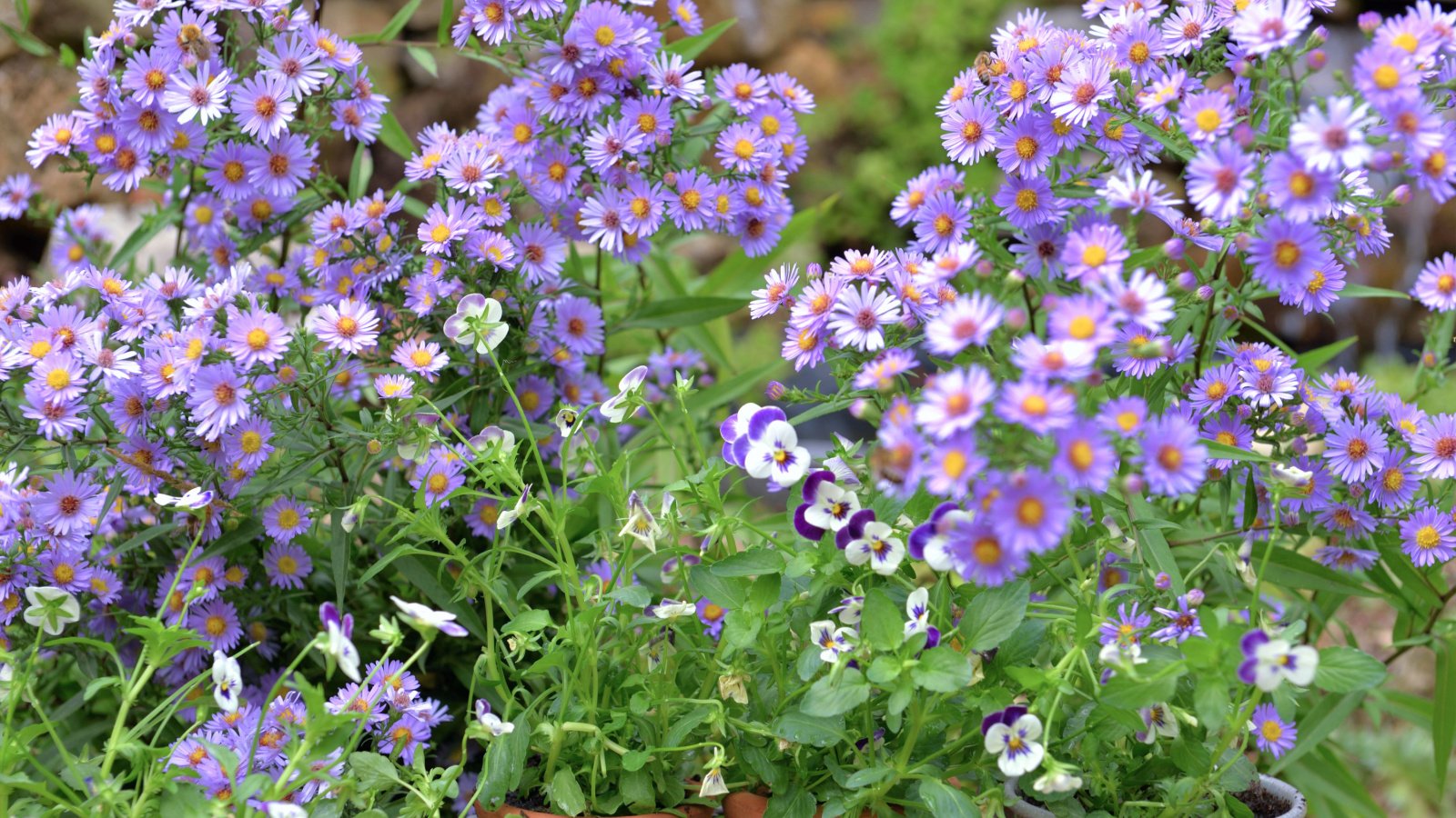 A close-up shot of a small composition of purple colored aster flowers growing in terracotta pots
