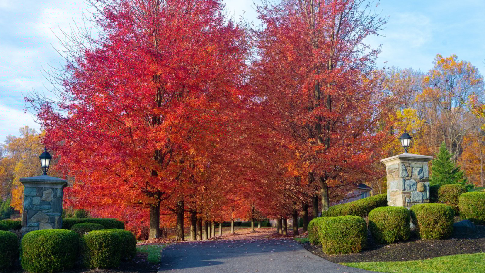Trees with red-tinged leaves and  smooth branches, create a vibrant canopy as they line a driveway fronted by two stone pillars and numerous pruned shrubs.