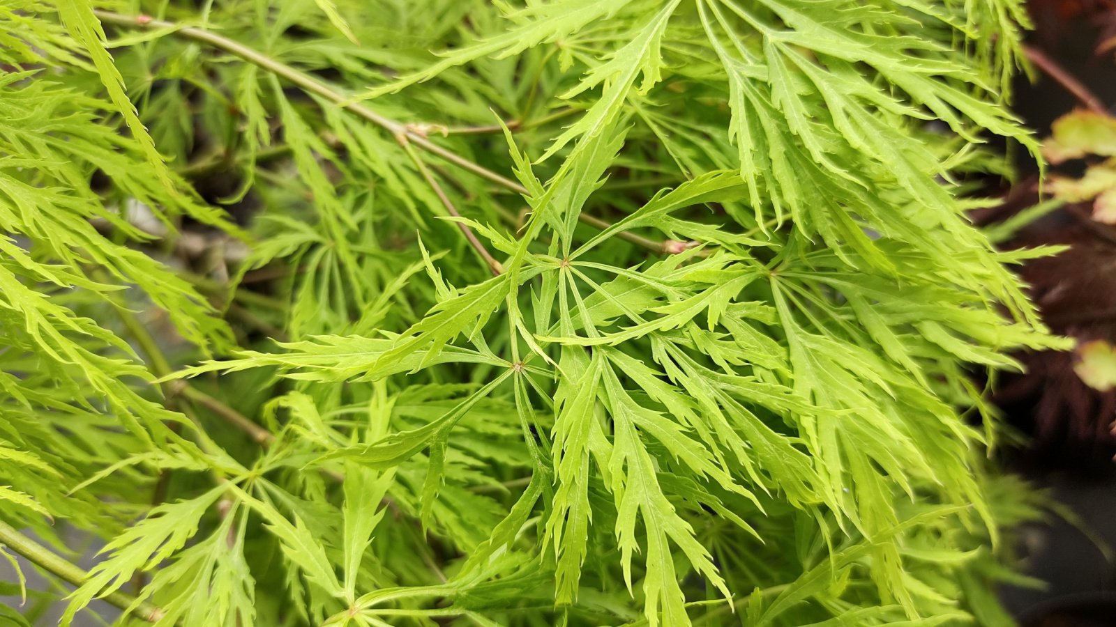 A small tree features finely dissected, bright green leaves cascading from slender, arching branches.