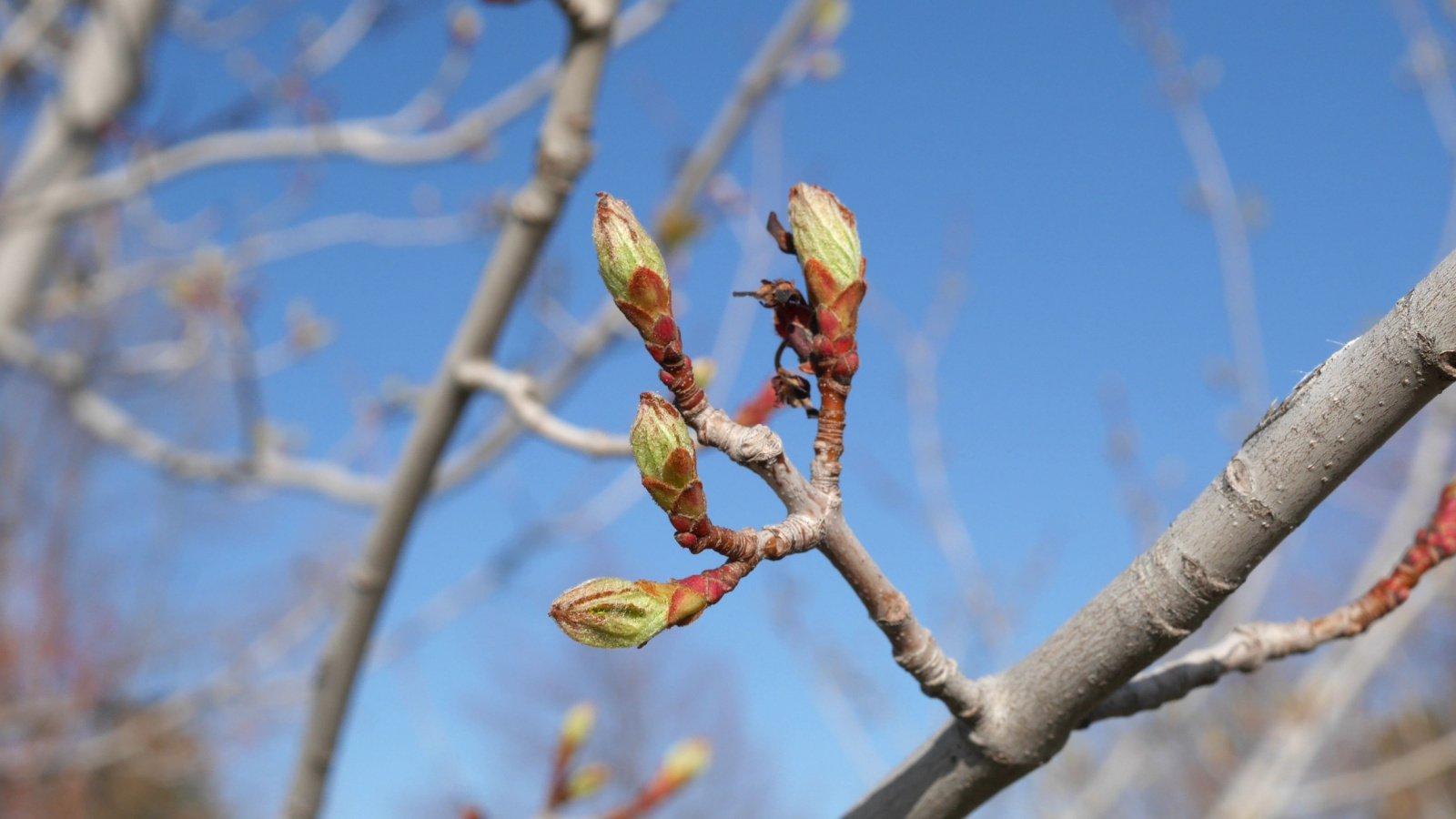 Small tree with finely dissected buds has been through winter and begins to grow in early spring.