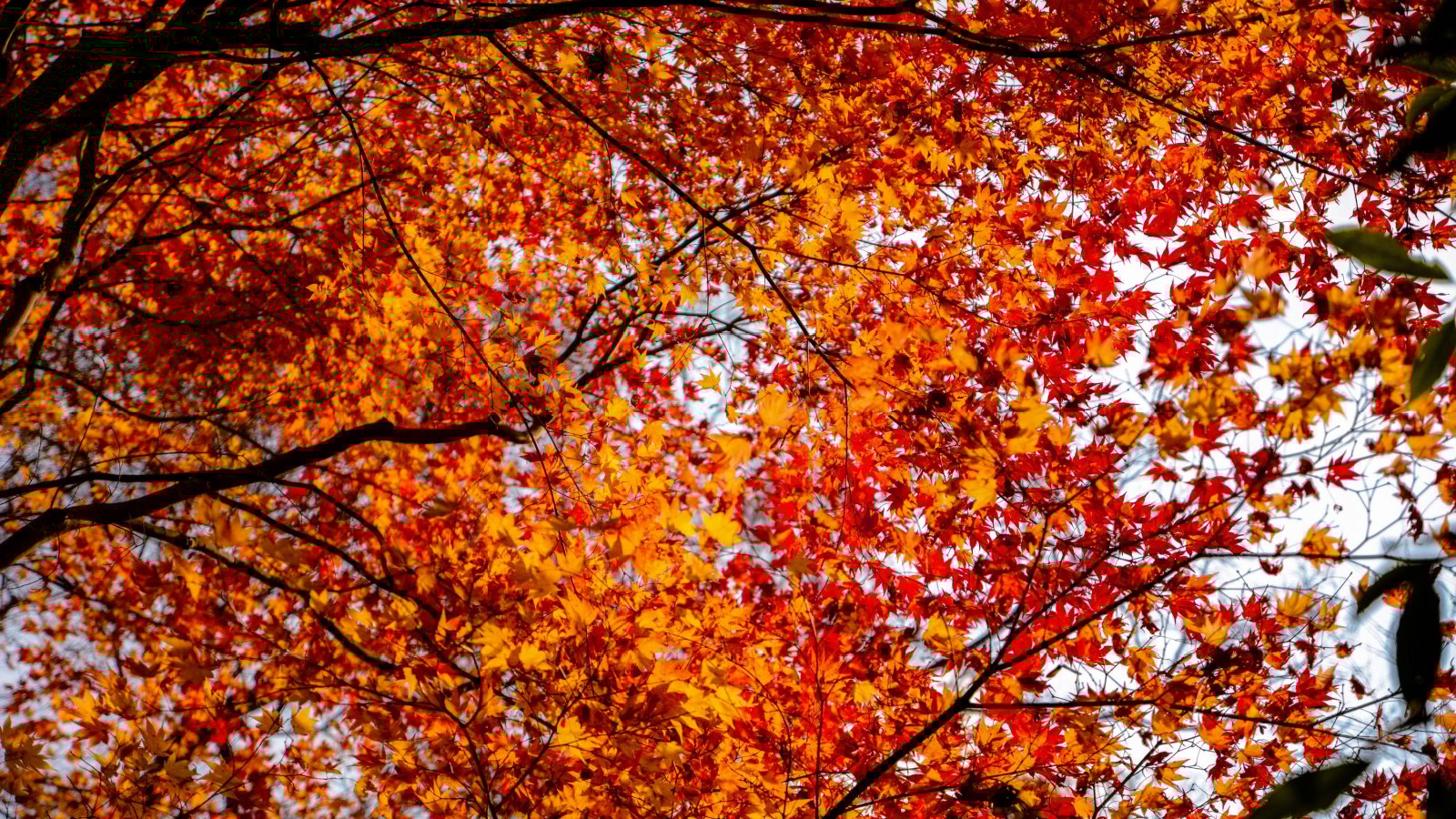 Acer x freemanii branches with lovely red leaves, appearing in contrast against dark brown trunks