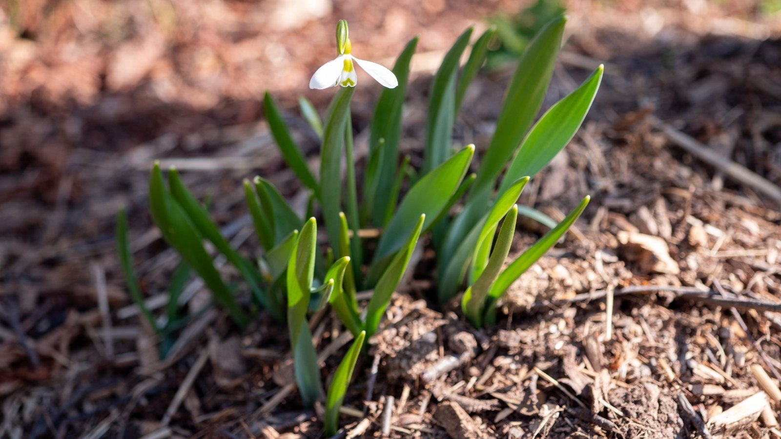 A single, nodding white snowdrop flower with green-tipped inner petals grows on a slender green stem above narrow, gray-green leaves in early spring.