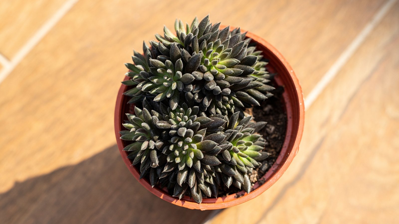 The potted succulent forms a cluster of tight, dark, almost black rosettes with narrow leaves and subtle green centers.