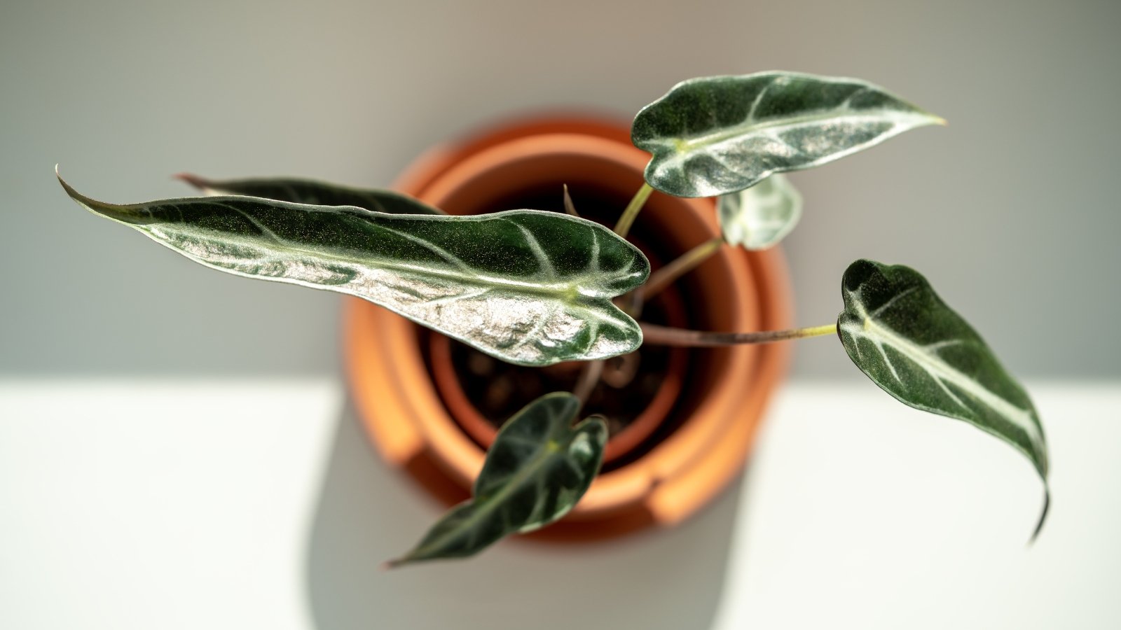A small Alocasia Bambino plant in a clay pot displays dark green, glossy leaves with prominent white veins and arrow-shaped tips.