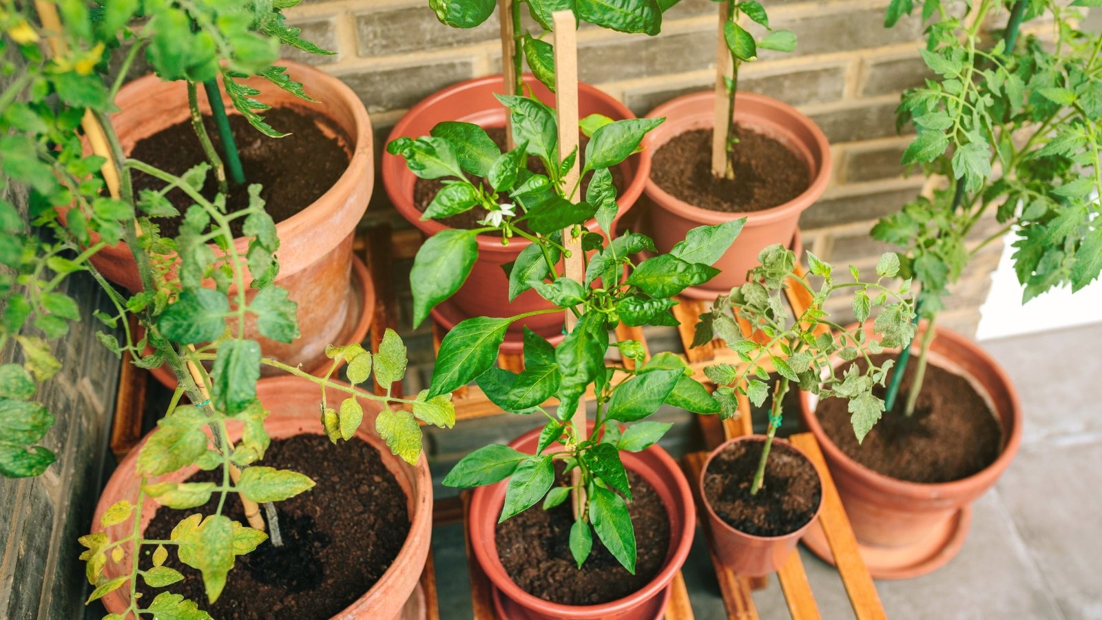 A small vegetable garden consisting of tomatoes and peppers growing in large terracotta containers on the balcony.