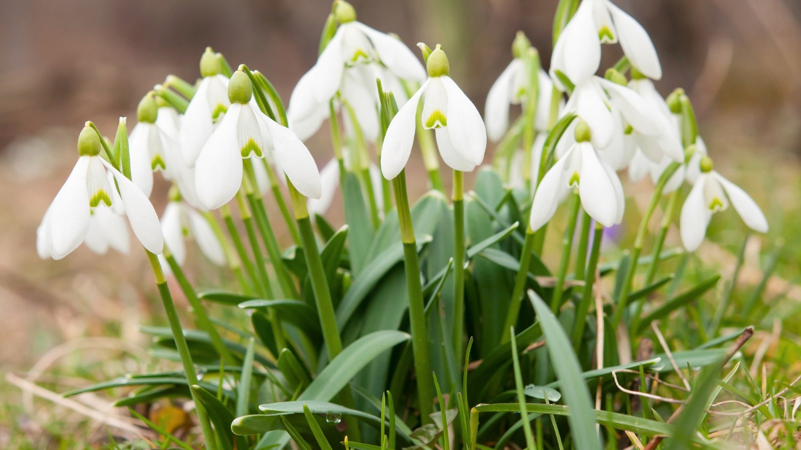 White bell-shaped blooms appear in cluster on slender stems, their grass-like leaves forming a neat, low mound of greenery.