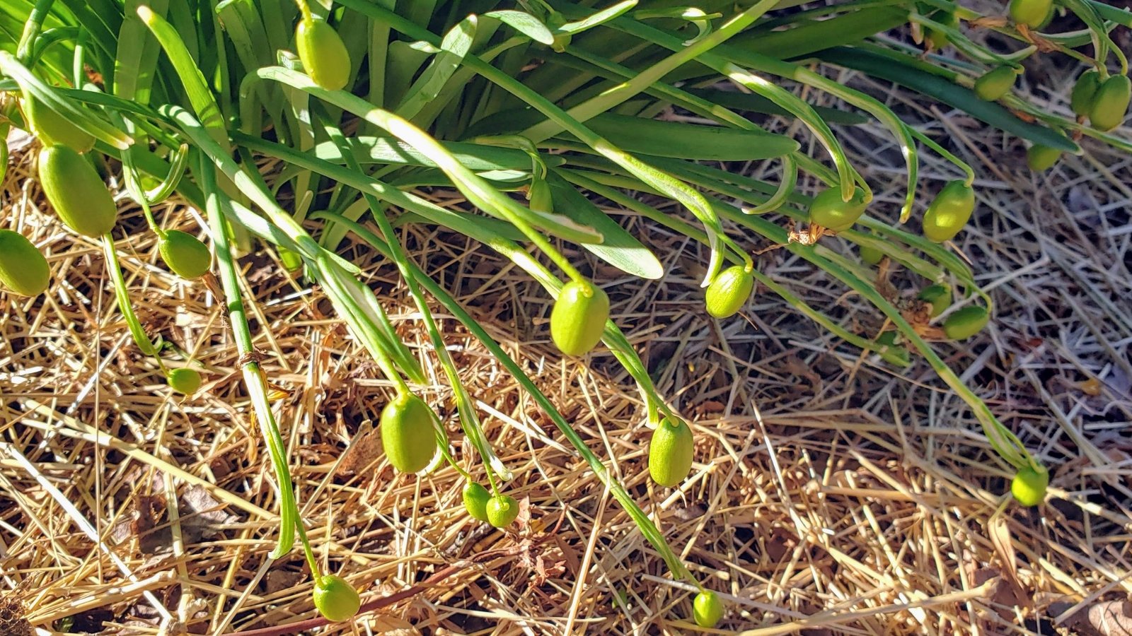 Small, elongated, greenish seedheads dangle from slender stems among narrow leaves, on a straw-mulched garden bed.