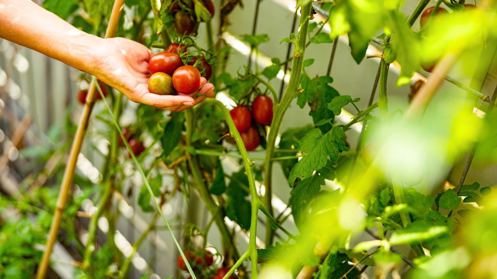 A handful of small, round fruits, some deep red and some greenish-yellow, are held against a backdrop of deeply lobed green foliage and climbing stakes.