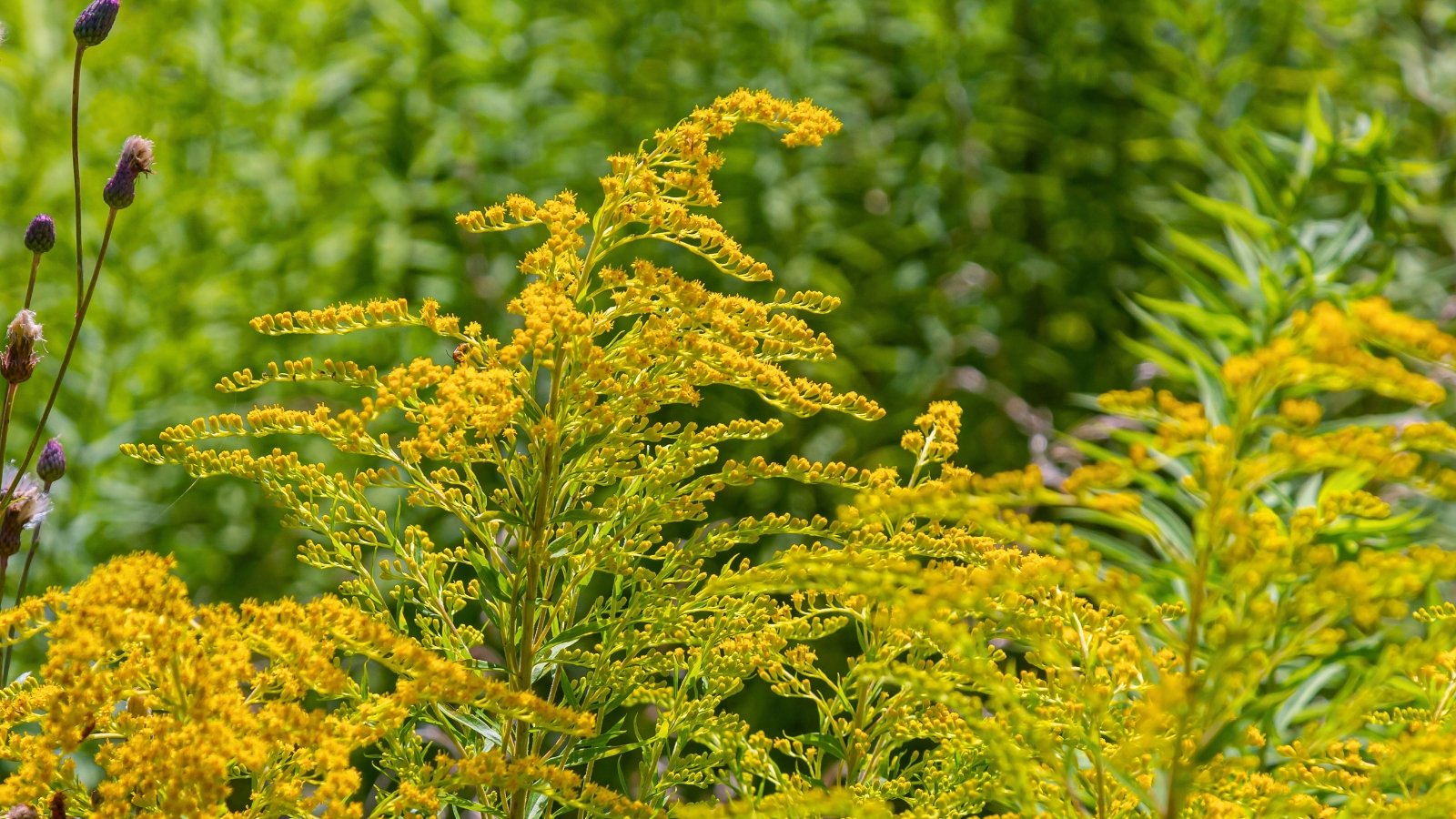 Arching, plume-like clusters of numerous minute, tightly packed yellow blossoms on a tall, leafy stem.