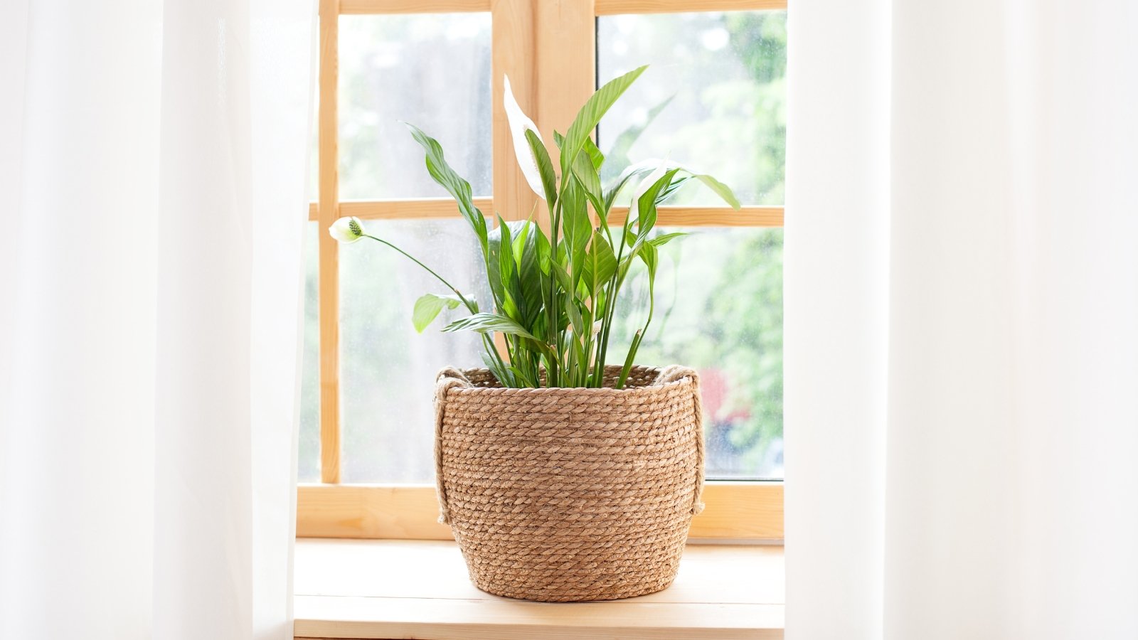 Plant with glossy, lance-shaped dark green leaves and elegant white spathe flowers growing in a wicker pot on a sunlit windowsill.
