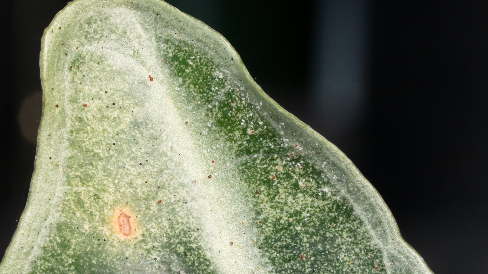 Tiny spider mites cluster on the surface of a dark green leaf, creating fine specks and subtle webbing along the veins.
