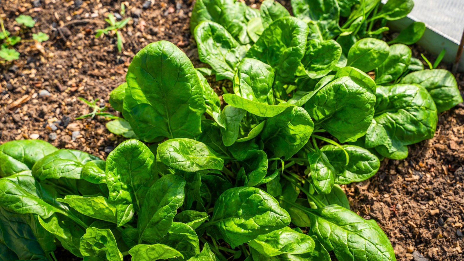 A dense cluster of low-growing, smooth, oval-shaped leaves with a rich, dark green color rests on the soil.
